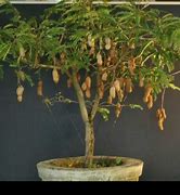 Inspirasi Bonsai Asem Jawa Batang Lurus